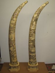 Pareja de colmillos de hueso. China antigüos. 184 cms. 275 - 276. Antigüedades